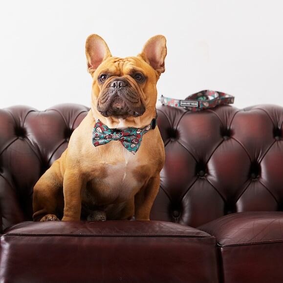 Dog Collar ~ The Gentleman 2