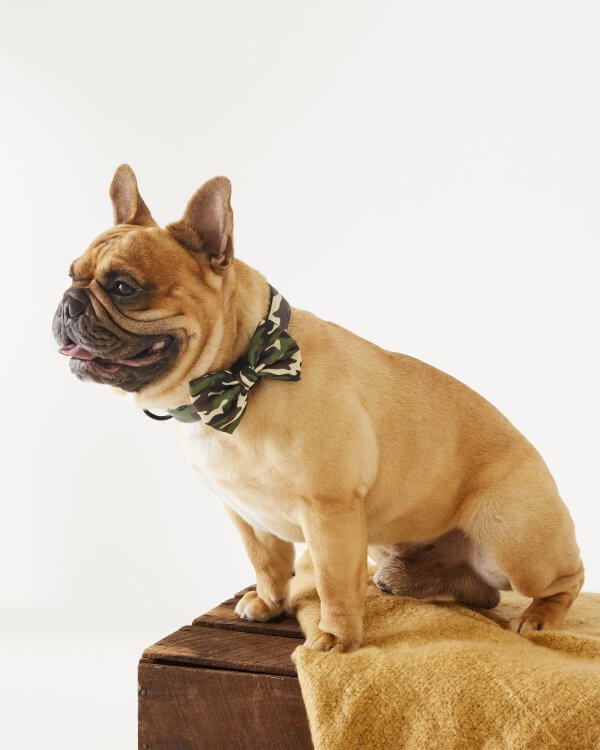 Dog Bowtie ~ The Sarge 3