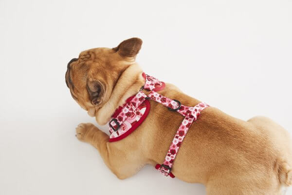 Adjustable Dog Harness ~ Feeling Rosé 4