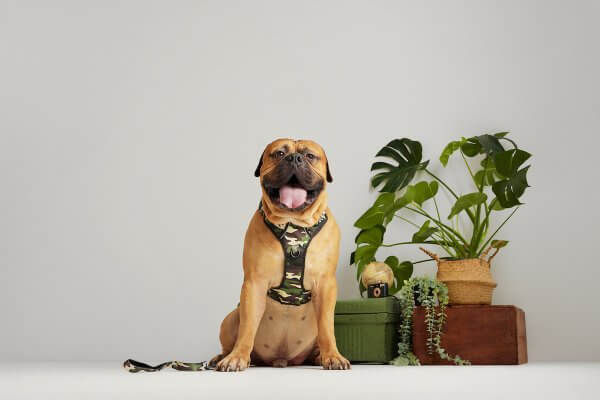 Heavy Duty Dog Harness ~ The Sarge 6